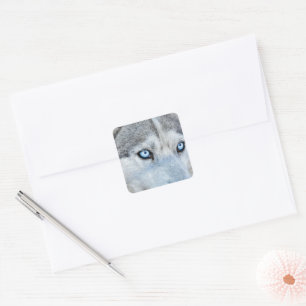 Close up of Siberian Husky with Blue Eyes Square Sticker