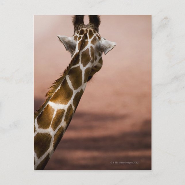 Close-up of Somali giraffe (Giraffa Postcard (Front)
