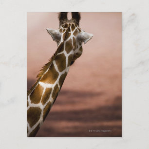 Close-up of Somali giraffe (Giraffa Postcard