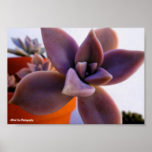 Close up of Succulent Ghost-plant Poster