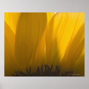 Close-up of sunflower petals poster