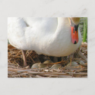 Close-up of Swan's Eggs Postcard