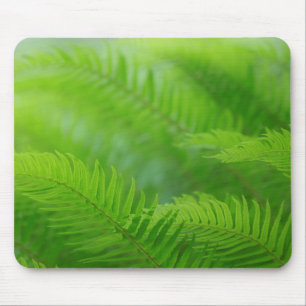 Close-up of sword fern mouse mat