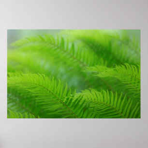 Close-up of sword fern poster