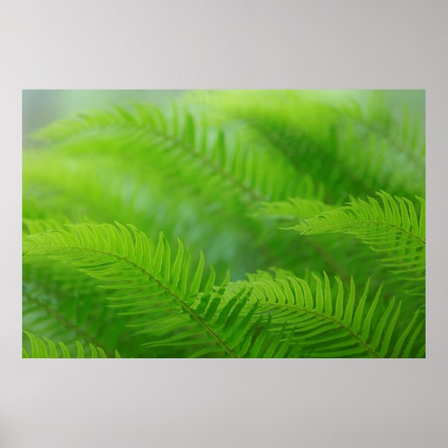 Close-up of sword fern poster (Front)