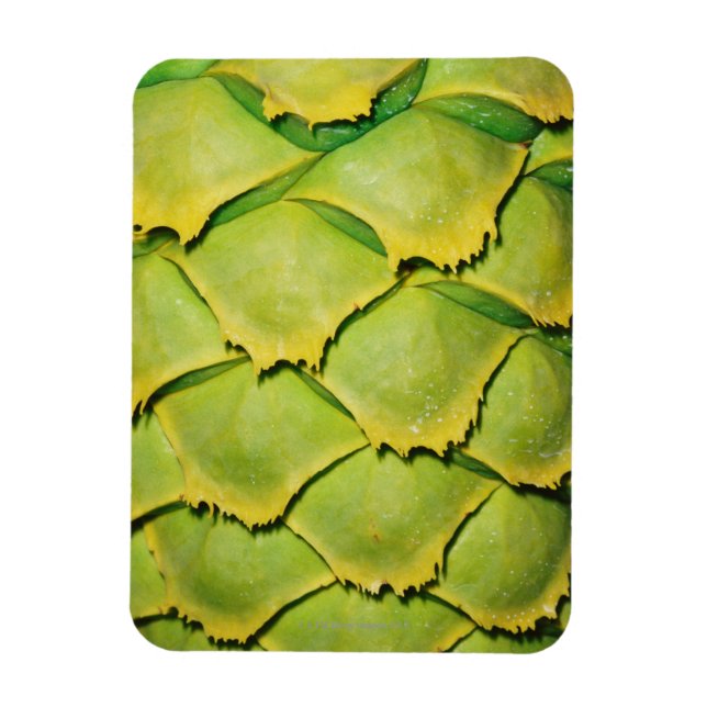 Close-up of texture and pattern of tropical tree magnet (Vertical)