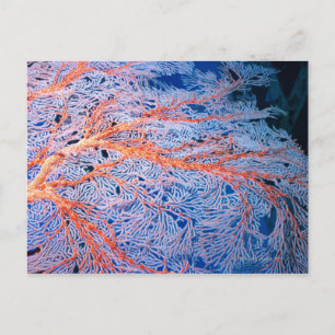 Close up of the coral, Okinawa, Japan Postcard