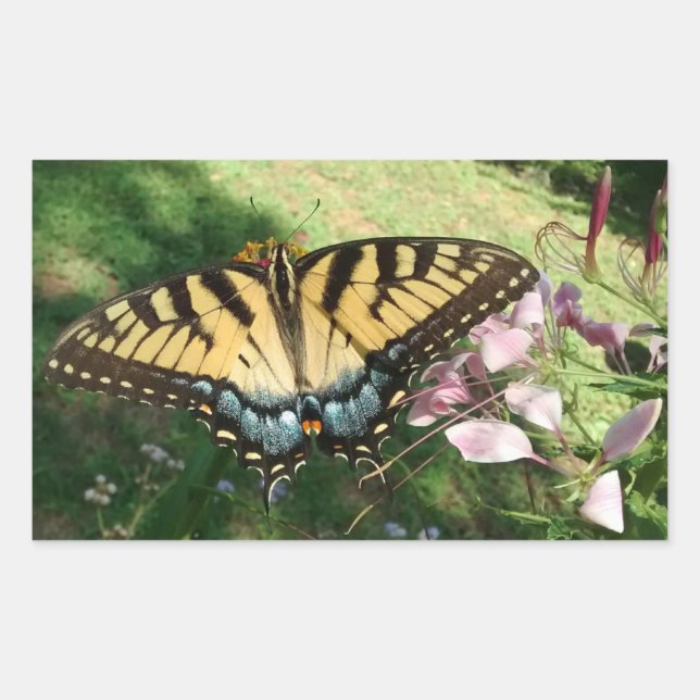 Close-up of Tiger Swallowtail Next to Cleome Recta Rectangular Sticker (Front)