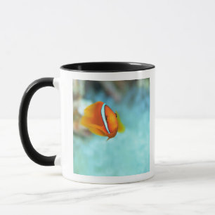 Close-up of tomato anemone fish, Okinawa, Japan Mug