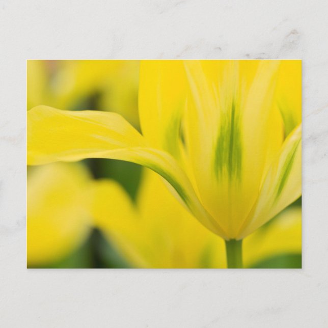 Close-up of tulip 2 postcard (Front)