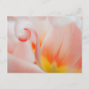 Close-up of tulip 3 postcard