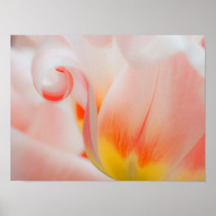 Close-up of tulip 3 poster