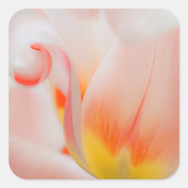 Close-up of tulip 3 square sticker (Front)
