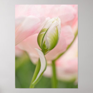 Close-up of tulip and bud poster