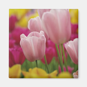 Close-up of tulip flower, Kuekenhof Gardens, Magnet