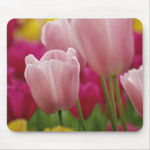Close-up of tulip flower, Kuekenhof Gardens, Mouse Mat