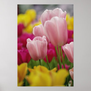 Close-up of tulip flower, Kuekenhof Gardens, Poster