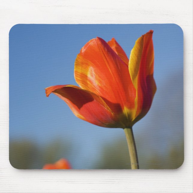 Close-up of tulip flowers mouse mat (Front)