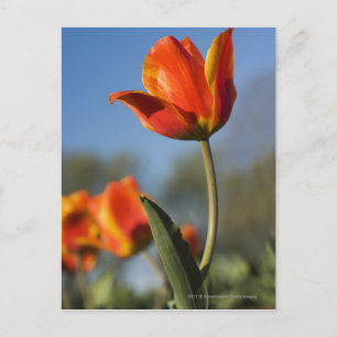 Close-up of tulip flowers postcard