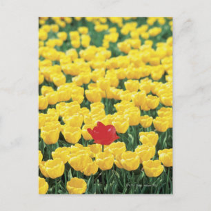 Close-up of Tulips in a field, Leiden, Postcard