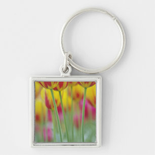 Close-up of underside of tulip flower, 3 key ring