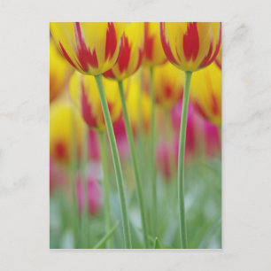 Close-up of underside of tulip flower, 3 postcard