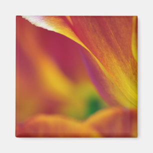 Close-up of underside of tulip flower, 4 magnet