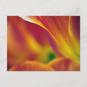 Close-up of underside of tulip flower, 4 postcard
