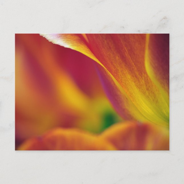 Close-up of underside of tulip flower, 4 postcard (Front)