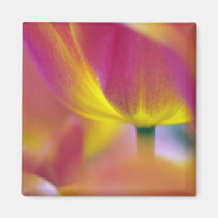 Close-up of underside of tulip flower, Kuekenhof 2 Magnet