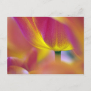 Close-up of underside of tulip flower, Kuekenhof 2 Postcard