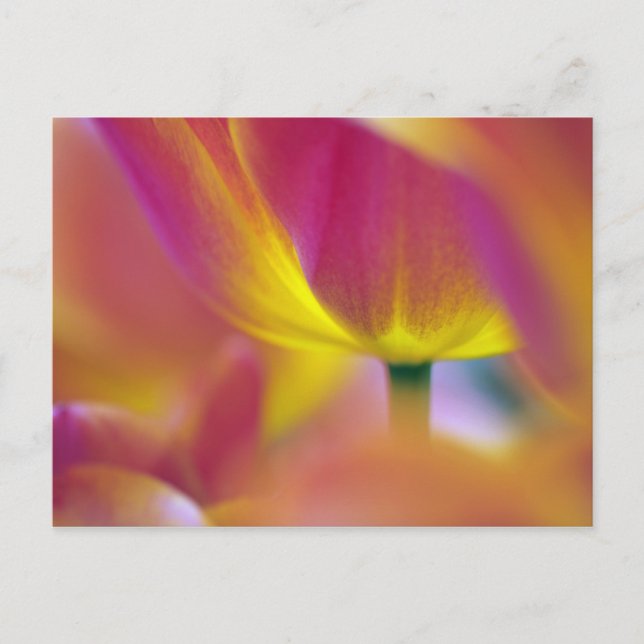 Close-up of underside of tulip flower, Kuekenhof 2 Postcard (Front)