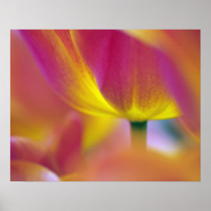 Close-up of underside of tulip flower, Kuekenhof 2 Poster