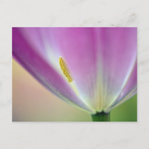 Close-up of underside of tulip flower, Kuekenhof 3 Postcard