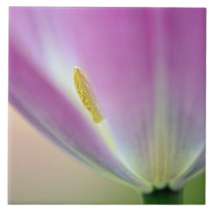 Close-up of underside of tulip flower, Kuekenhof 3 Tile