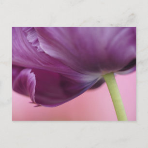 Close-up of underside of tulip flower, Kuekenhof Postcard