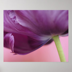 Close-up of underside of tulip flower, Kuekenhof Poster