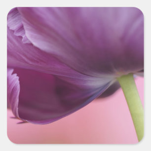 Close-up of underside of tulip flower, Kuekenhof Square Sticker