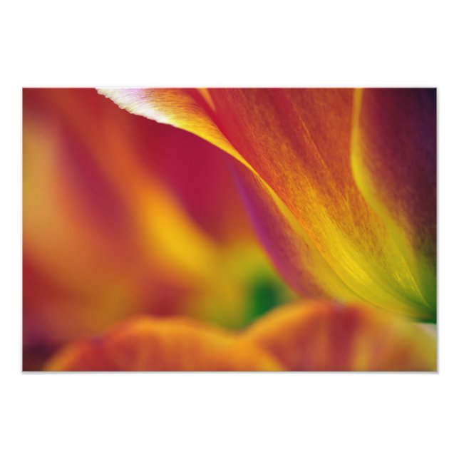 Close-up of underside of tulip flower, photo print (Front)