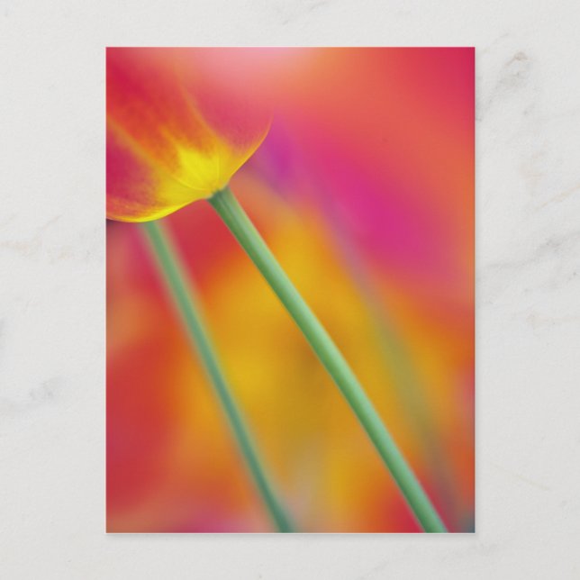 Close-up of underside of tulip flower, postcard (Front)