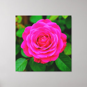 Close-Up of Vibrant Pink Rose Canvas Print