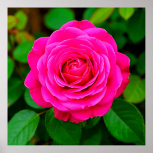 Close-Up of Vibrant Pink Rose Poster