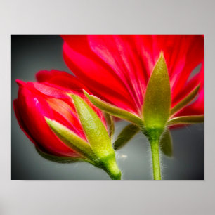 Close-up of vining geranium from back of flower poster
