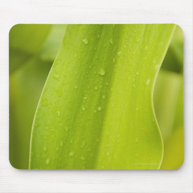 Close up of wet tropical leaf mouse mat (Front)