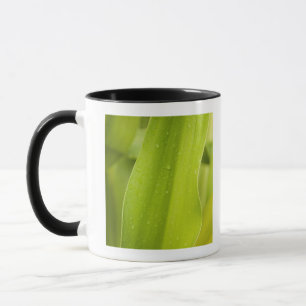 Close up of wet tropical leaf mug
