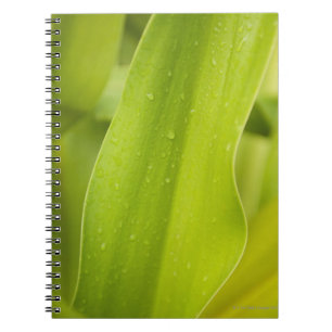 Close up of wet tropical leaf notebook