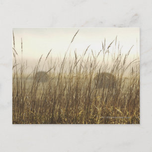 Close up of Wheat Photography Postcard