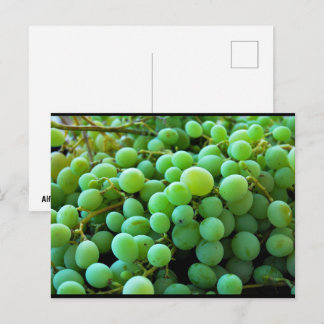 Close up of White Grapes Postcard