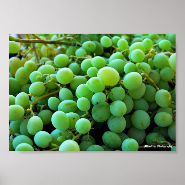 Close up of White Grapes Poster (Front)