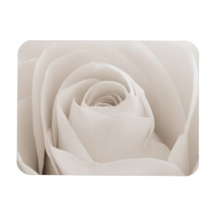 Close up of White Rose Petals Magnet